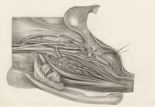 H.G Wetselaar, Muscular tissue of a mammal's finger