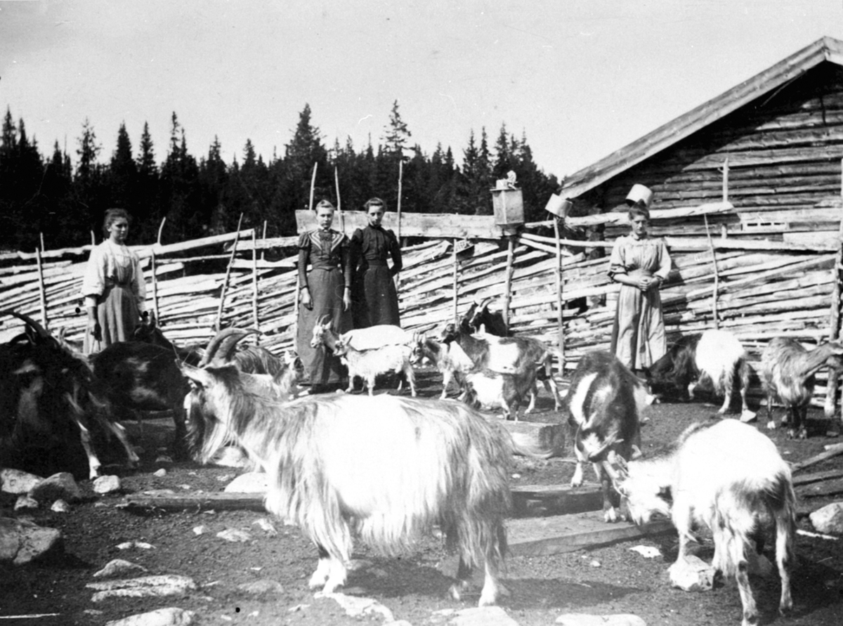 Anno Domkirkeodden, Geiter og folk på Skvaldra seter, Ringsakerfjellet. Skigard, melkespann. Budeier er ukjente.