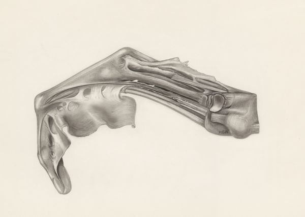 H.G Wetselaar, Muscular tissue of a mammal's finger