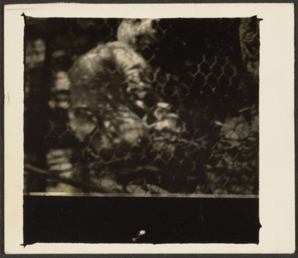 Louis Fleckenstein, [Caged Animal]