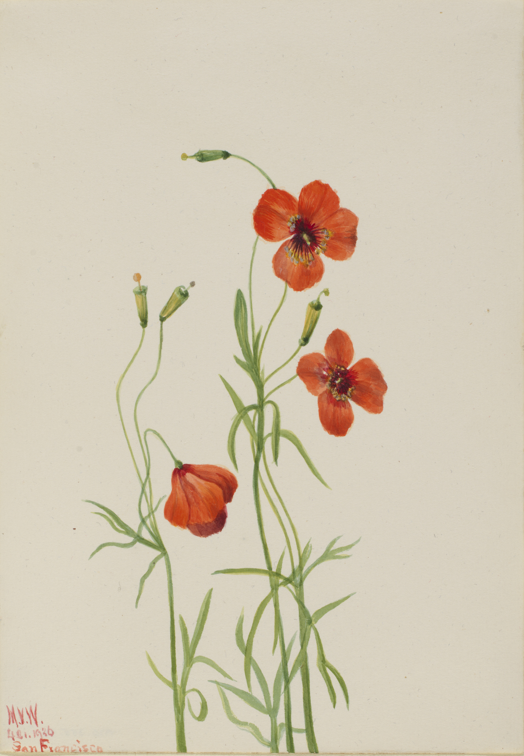 Mary Vaux Walcott, Wind Poppy (Stylomecon heterophylla)