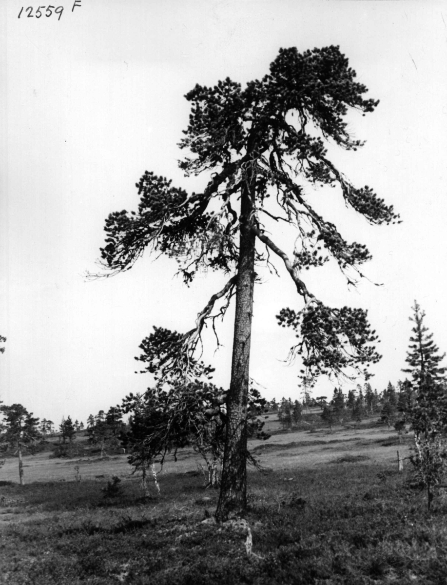 Anders Beer Wilse, Landskap Ljørdalen