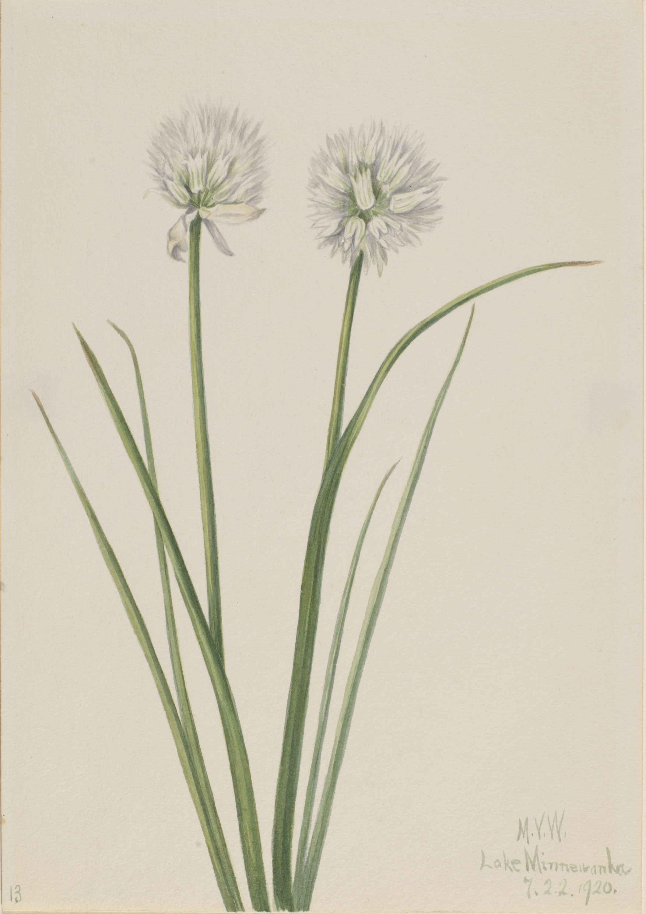 Mary Vaux Walcott, Northern Onion (Allium sibiricum)
