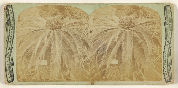 Charles Bierstadt, Sago Palm, Botanical Gardens, Washington, D.C.
