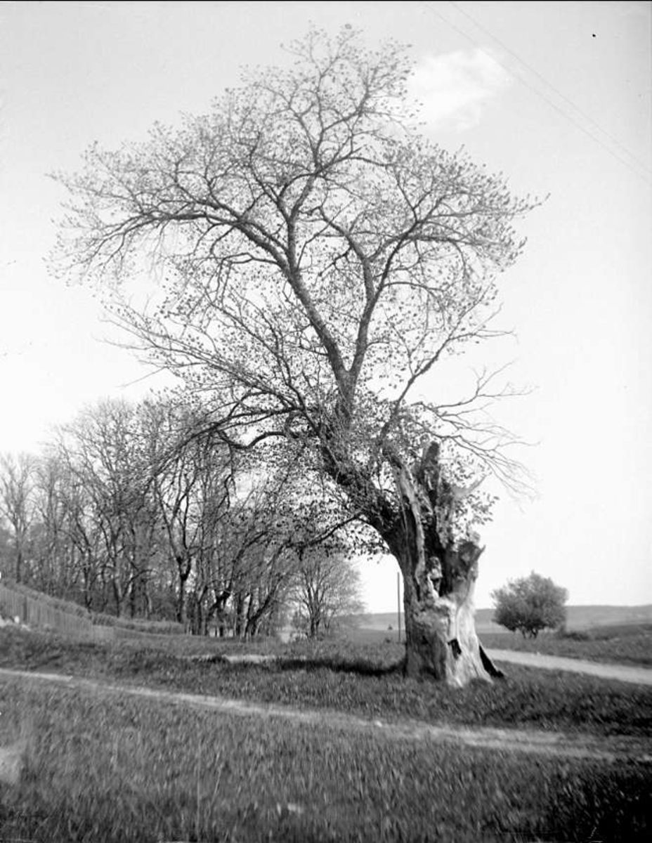 August Fredrik Schagerström, Trees adjacent to Linné’s Hammarby, Denmark’s parish, Uppland May 1925