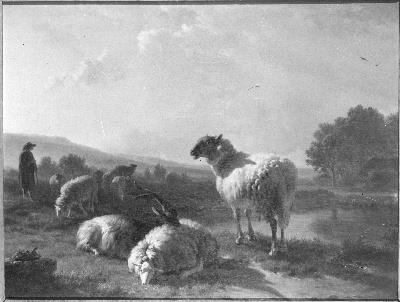 Balthasar-Paul Ommeganck, Schapen