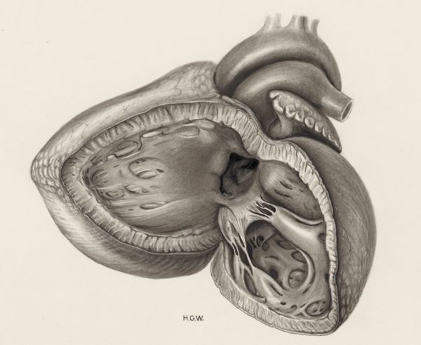 H.G Wetselaar, Heart