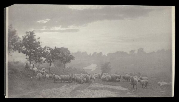 Gale, Lt. Col. Joseph, Grazing Sheep