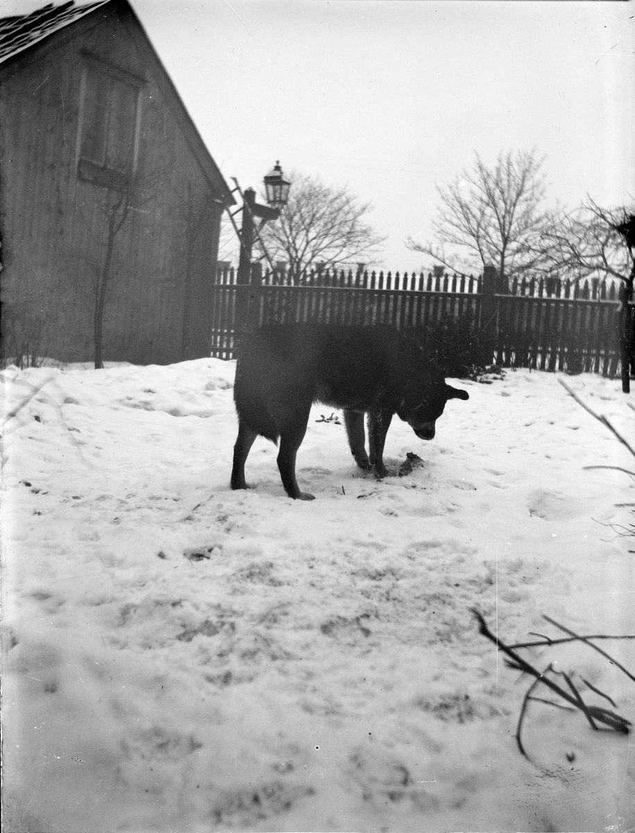 Carl Liljefors, Sannolikt hunden Finn, Svartbäcksgatan, Uppsala