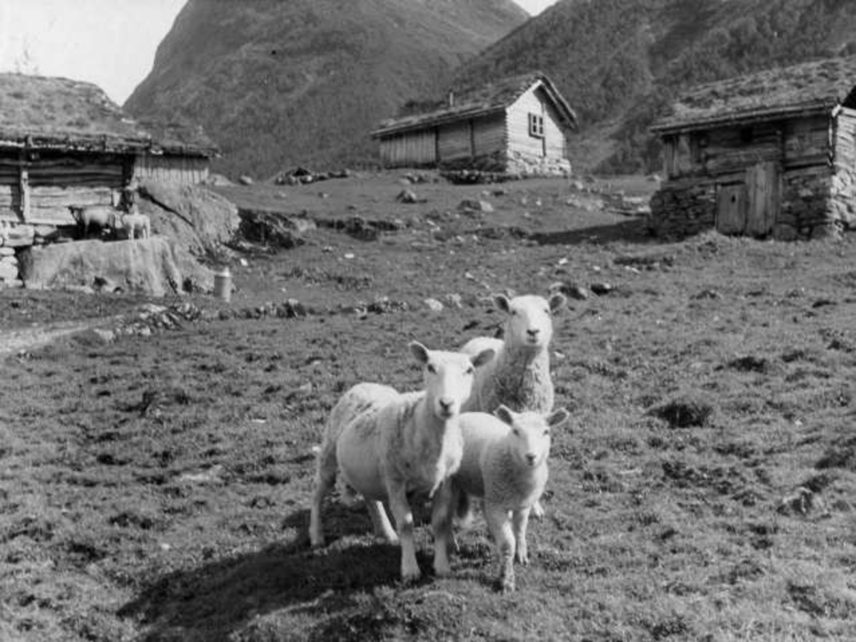 Anders Beer Wilse, -6909