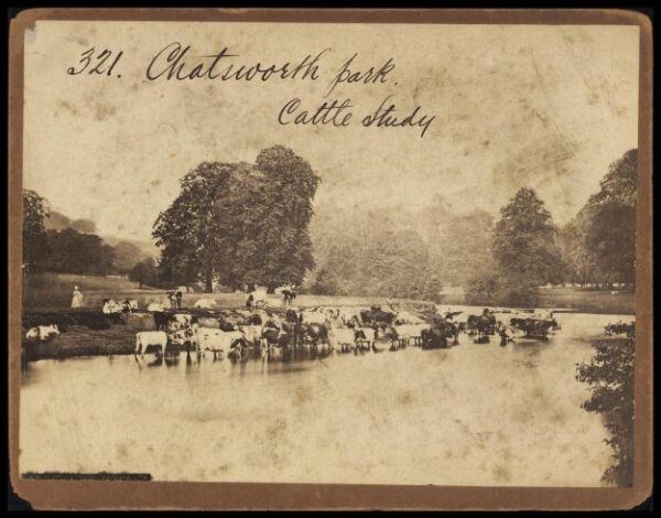 Francis Frith, Chatsworth Park.  Cattle Study