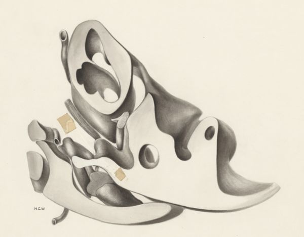 H.G Wetselaar, Hearing organ of an embryo