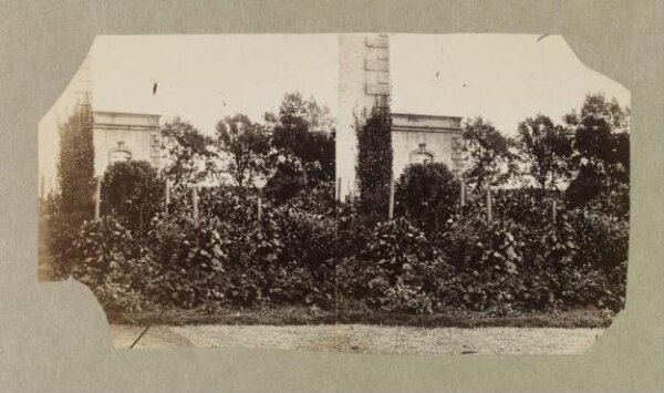 Clementina, Lady Hawarden, Photograph