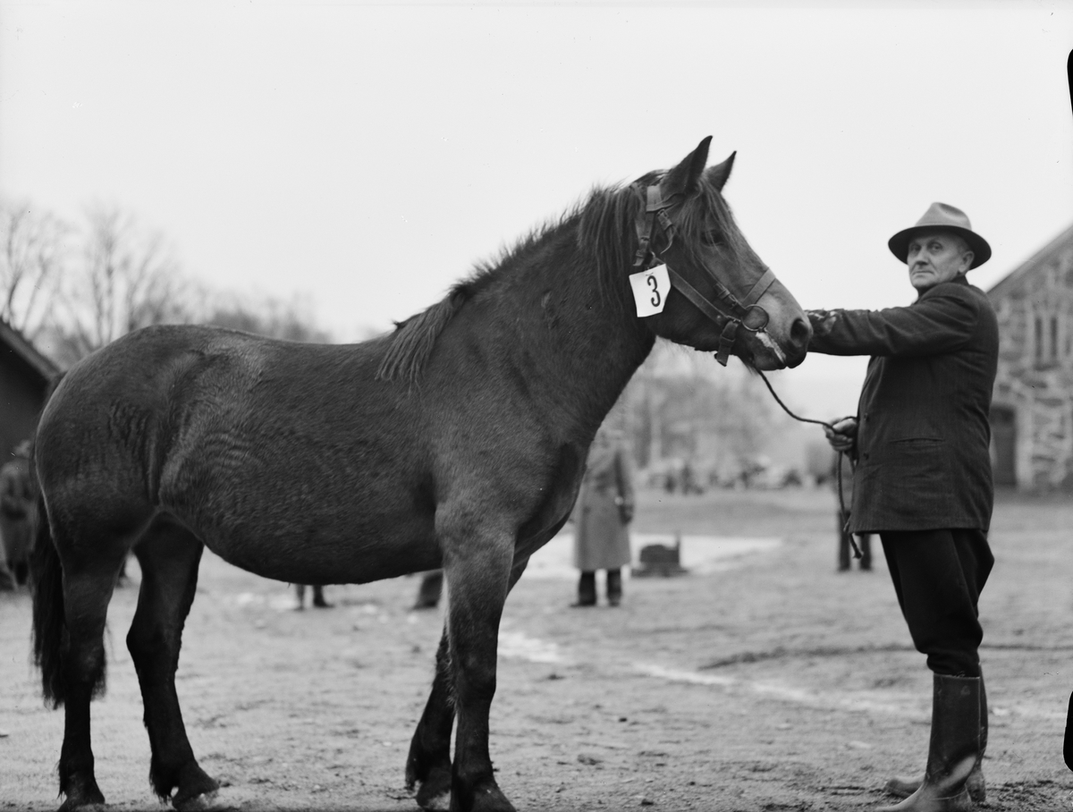 Paul Sandberg, Horse Premiering, Uppland November 1949