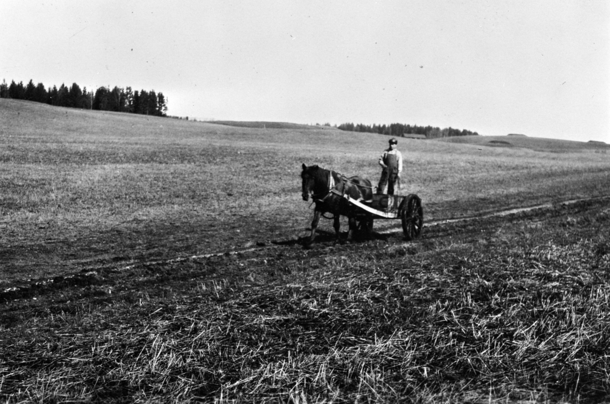 Anno Domkirkeodden, GJØDSELKJØRING, HAFSAL, MARTIN HELGESEN MED HESTEN JÆGERN, STUTTKJERRE