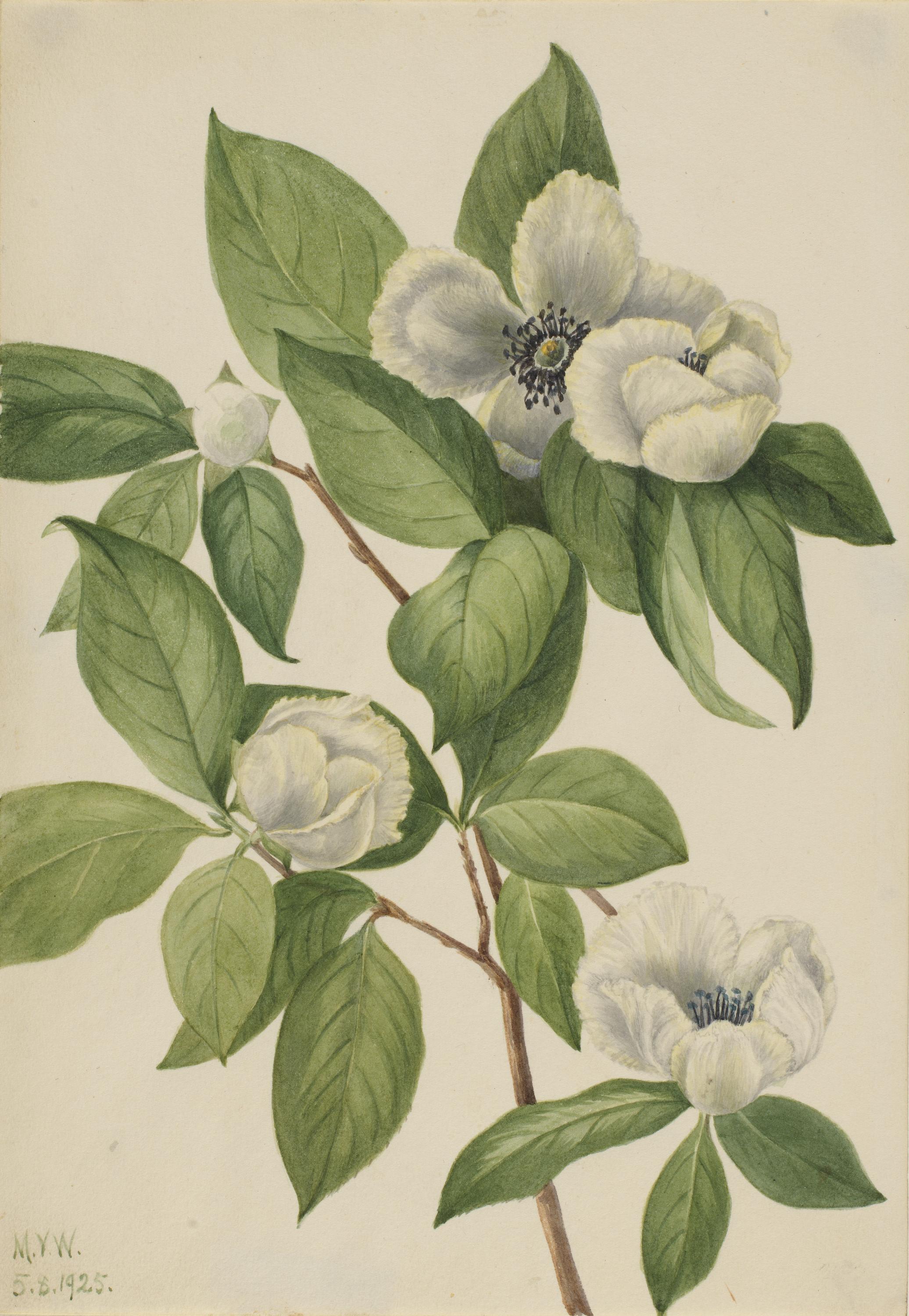 Mary Vaux Walcott, Virginia Stewartia (Stewartia malachodendron)