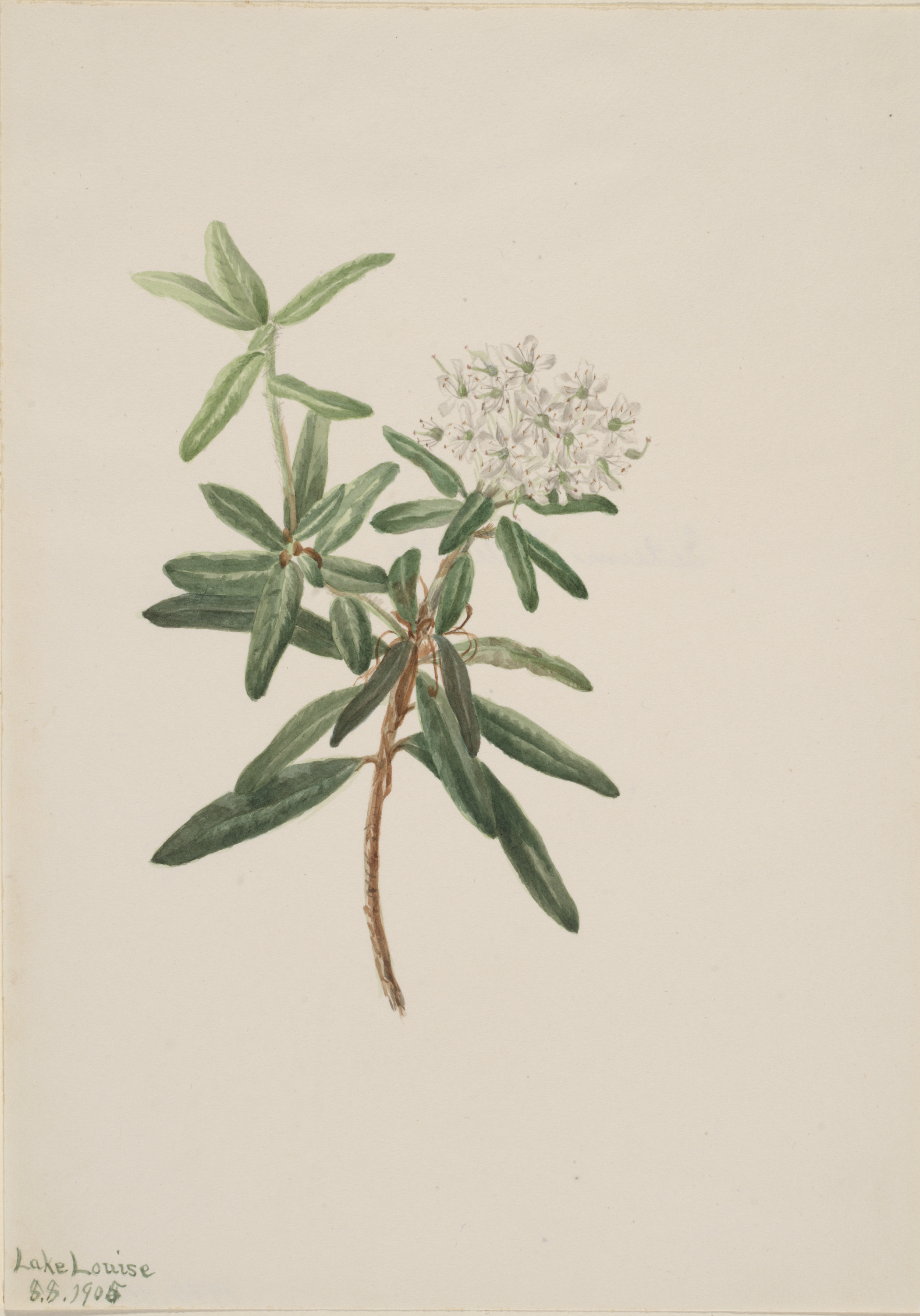 Mary Vaux Walcott, Labrador Tea (Ledum groenlandicum)