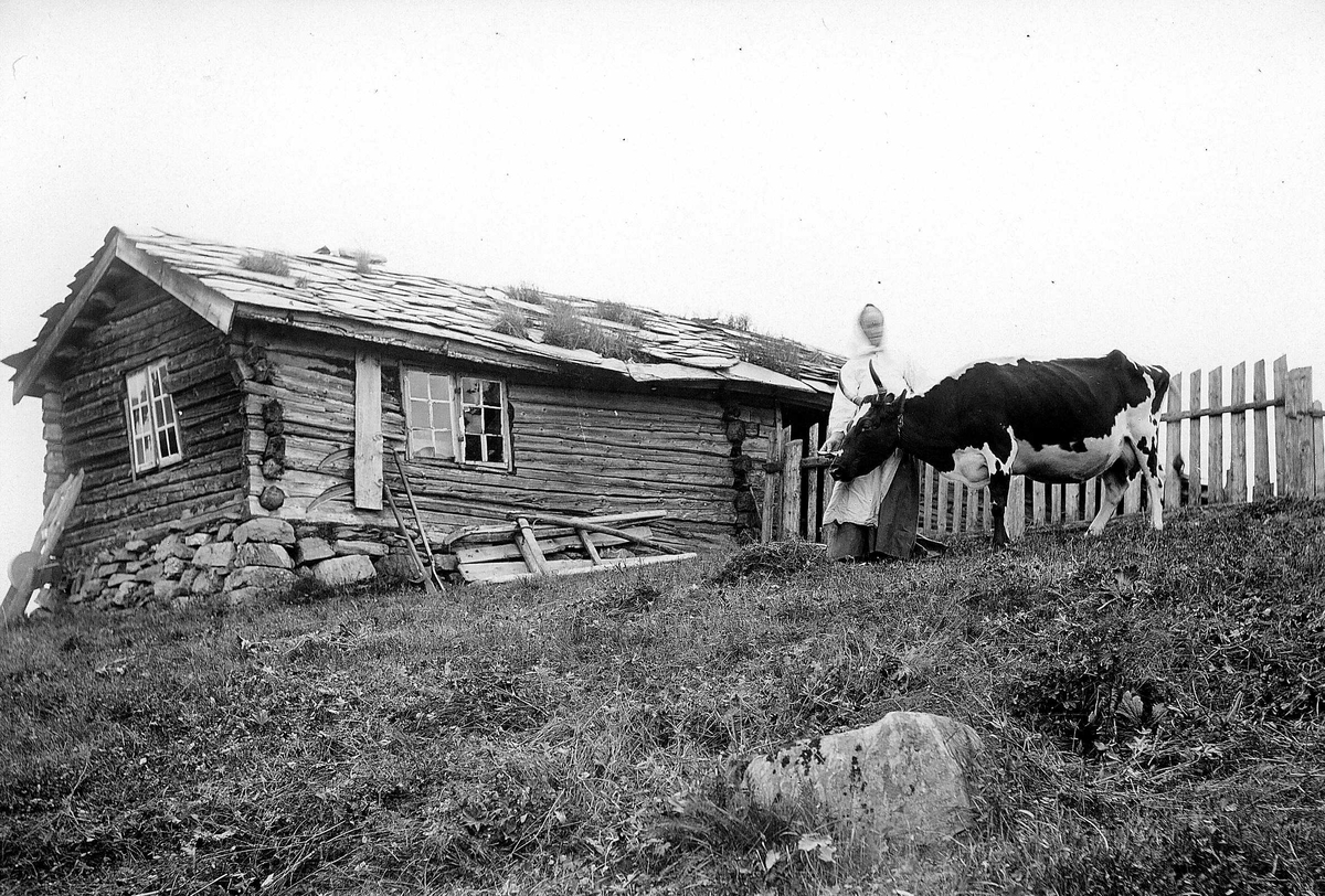 Robert Collett, Kvinne med ku utenfor våningshus med skifertak, ukjent sted. Slipestein, ljåer og slede(?) står opp mot husveggen. Stakittgjerde. Serie tatt av Robert Collett (1842-1913), amatørfotograf og professor i zoologi.