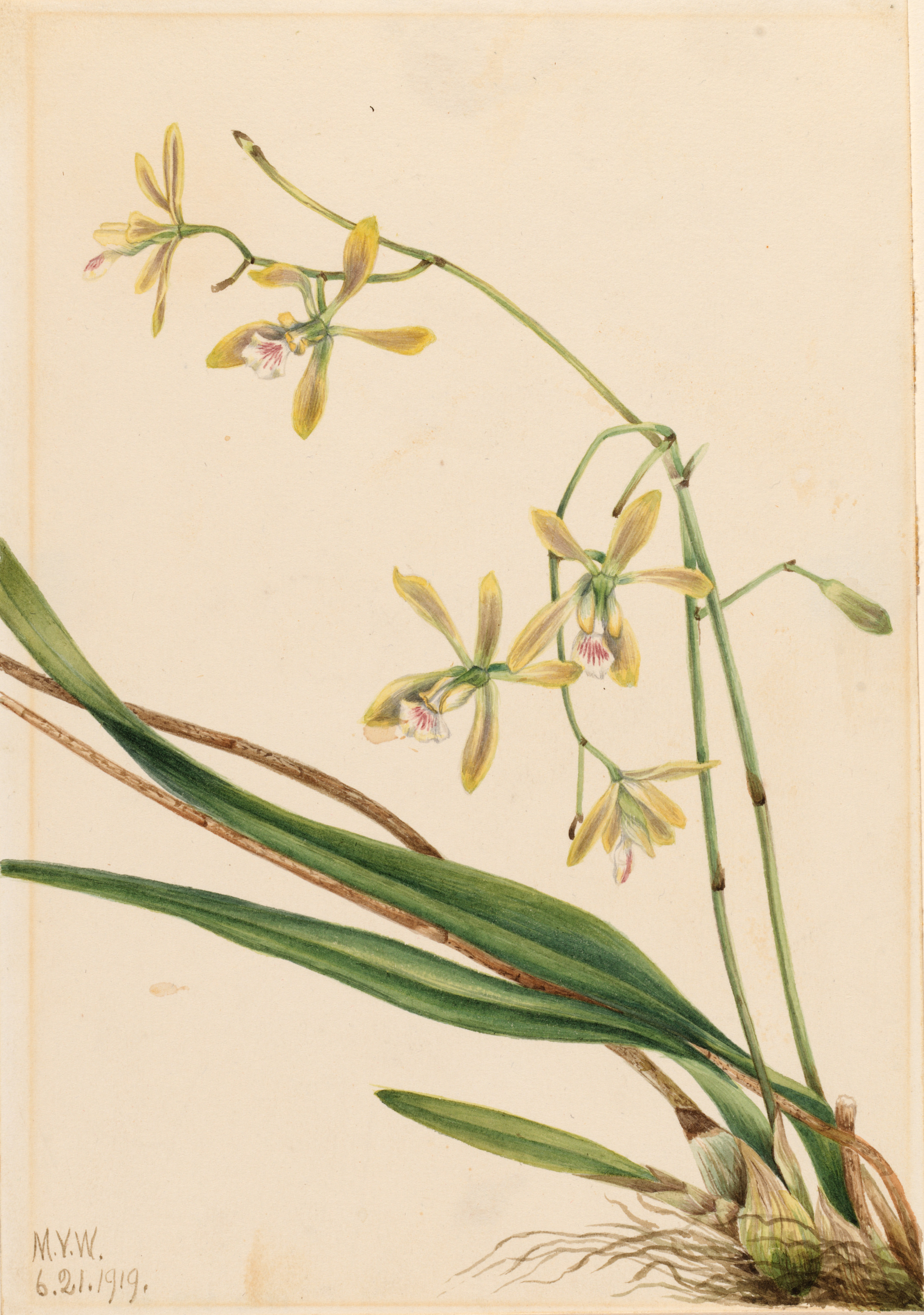 Mary Vaux Walcott, Tampa Epidendrum (Epidendrum tampense)