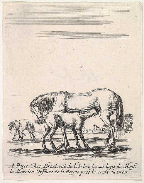 Stefano della Bella, Mare suckling a foal in center, another foal urinating in back left, other horses in the background, from "Various cavalry exercises" (Diverses exercices de cavalerie)