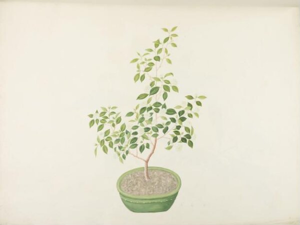 unknown, Flowers and Fruits