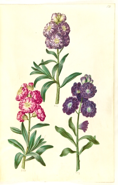 Hans Simon Holtzbecker, Titelblad. Blomsterkrans