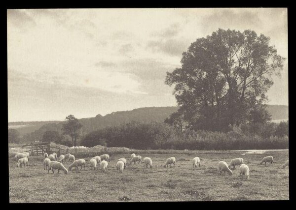 Gale, Lt. Col. Joseph, Grazing Sheep