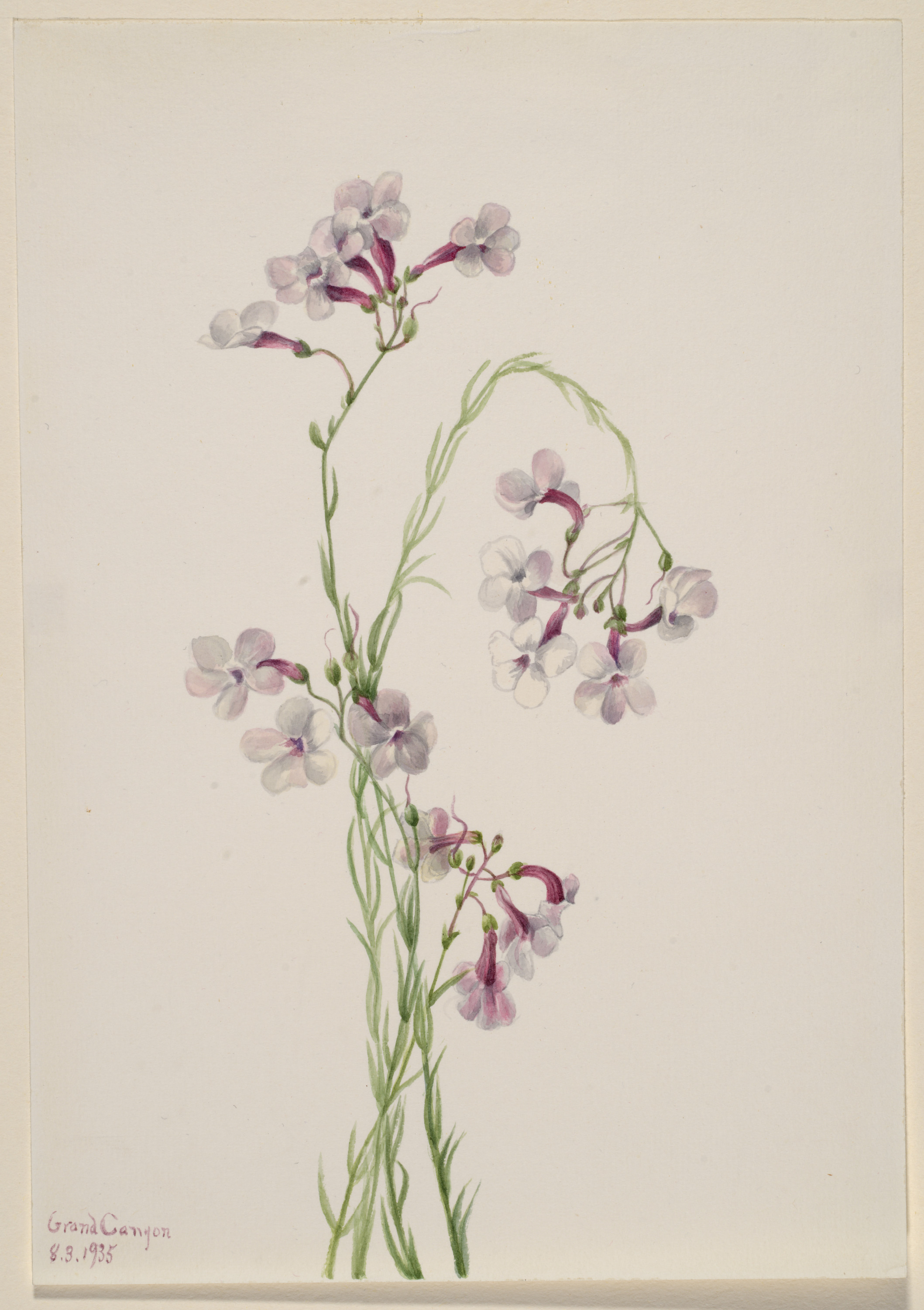 Mary Vaux Walcott, Pentstemon ambiguus