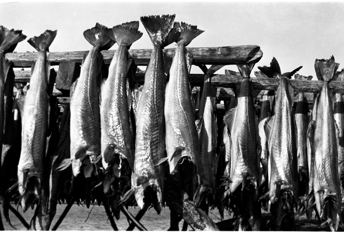 Anders Beer Wilse, Prot: Fisken henges