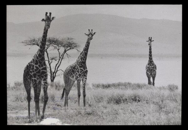 Hinde, John Wilfrid, Three Giraffes