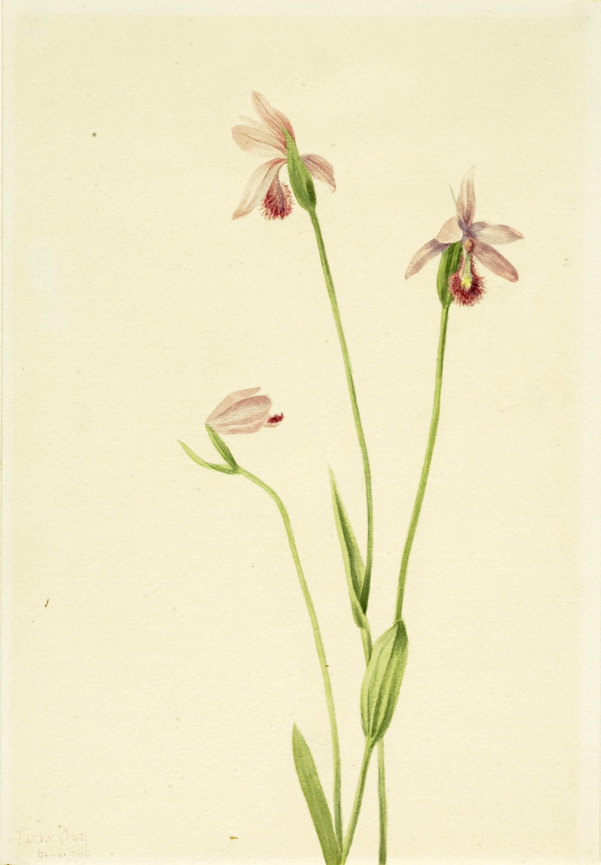 Mary Vaux Walcott, Rose Pogonia (Pogonia ophioglossoides)