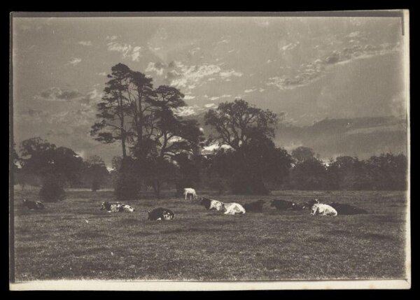 Gale, Lt. Col. Joseph, Grazing Cows