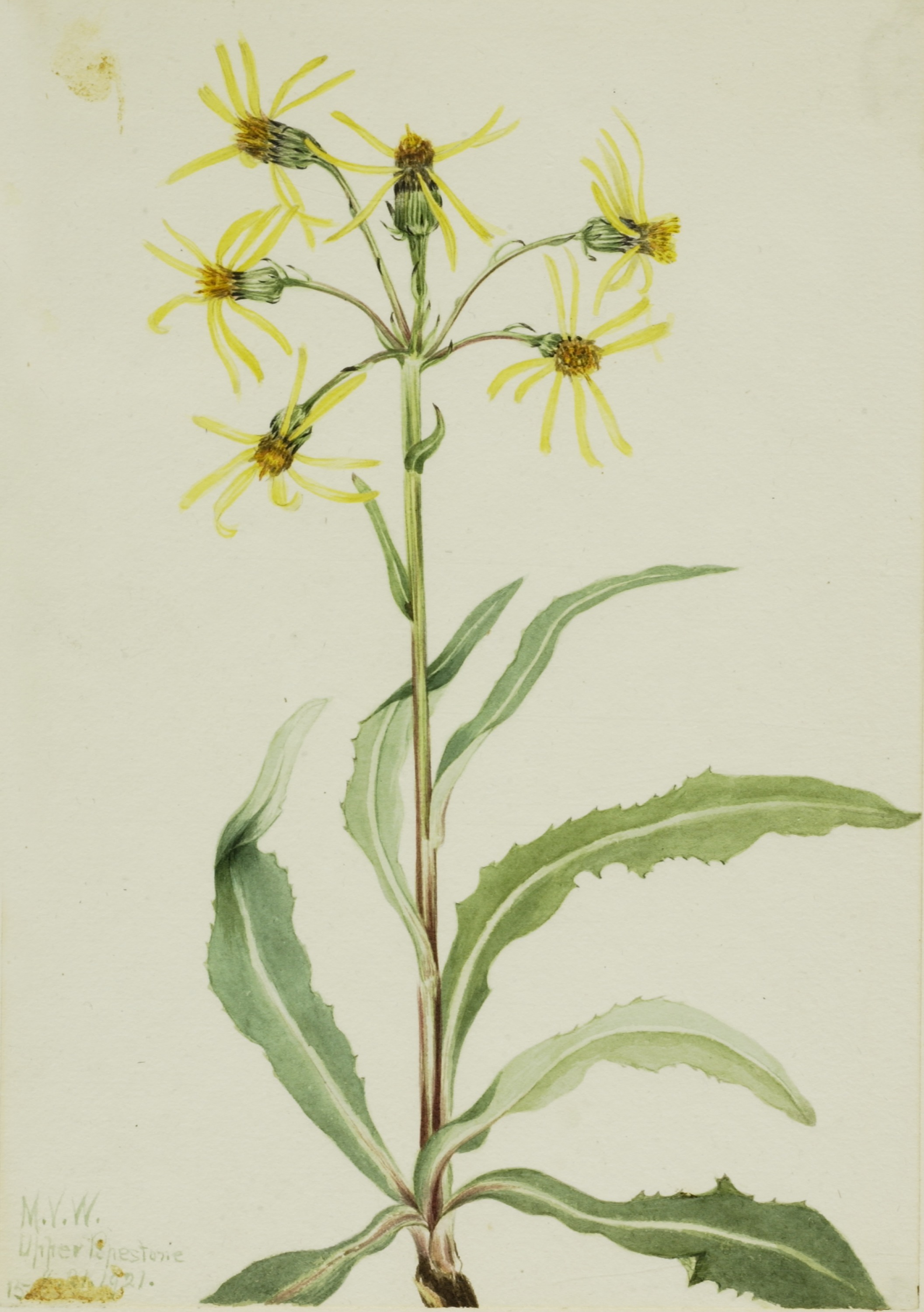 Mary Vaux Walcott, Mourning Groundsel (Senecio lugens)