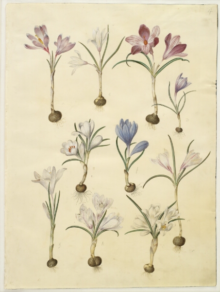 Hans Simon Holtzbecker, Crocus vernus (vår-krokus)