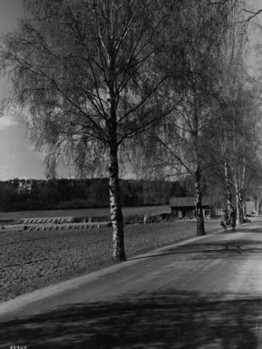Anders Beer Wilse, -8357
