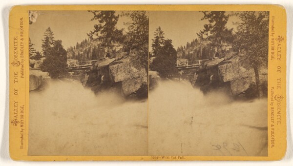 Eadweard J. Muybridge, Wild Cat Fall