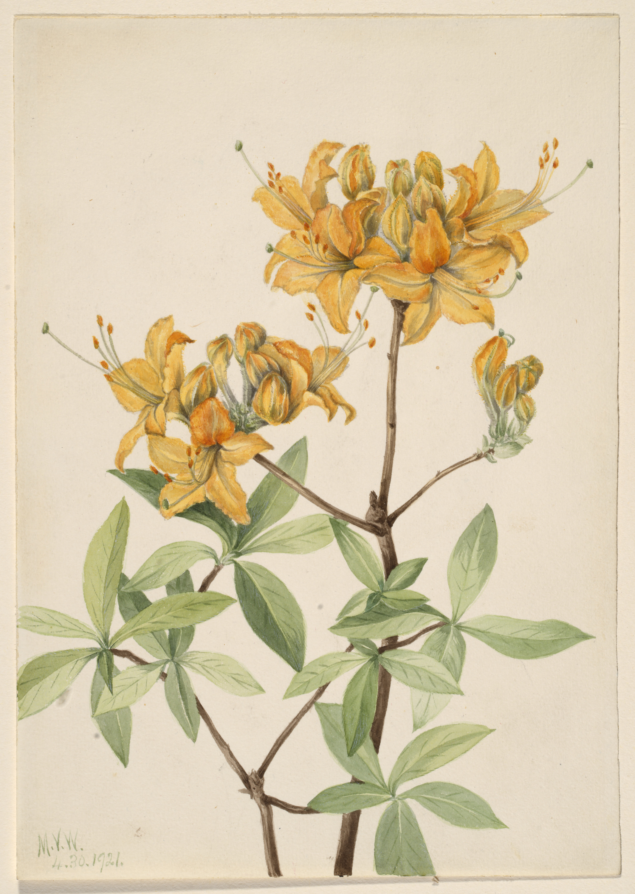 Mary Vaux Walcott, Flame Azalea (Azalea lutea)