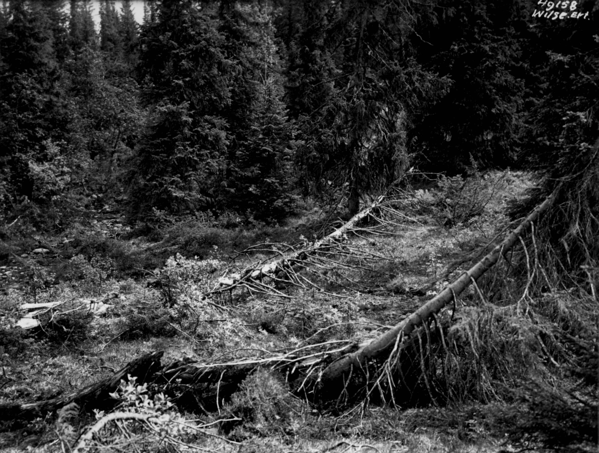 Anders Beer Wilse, Skog
