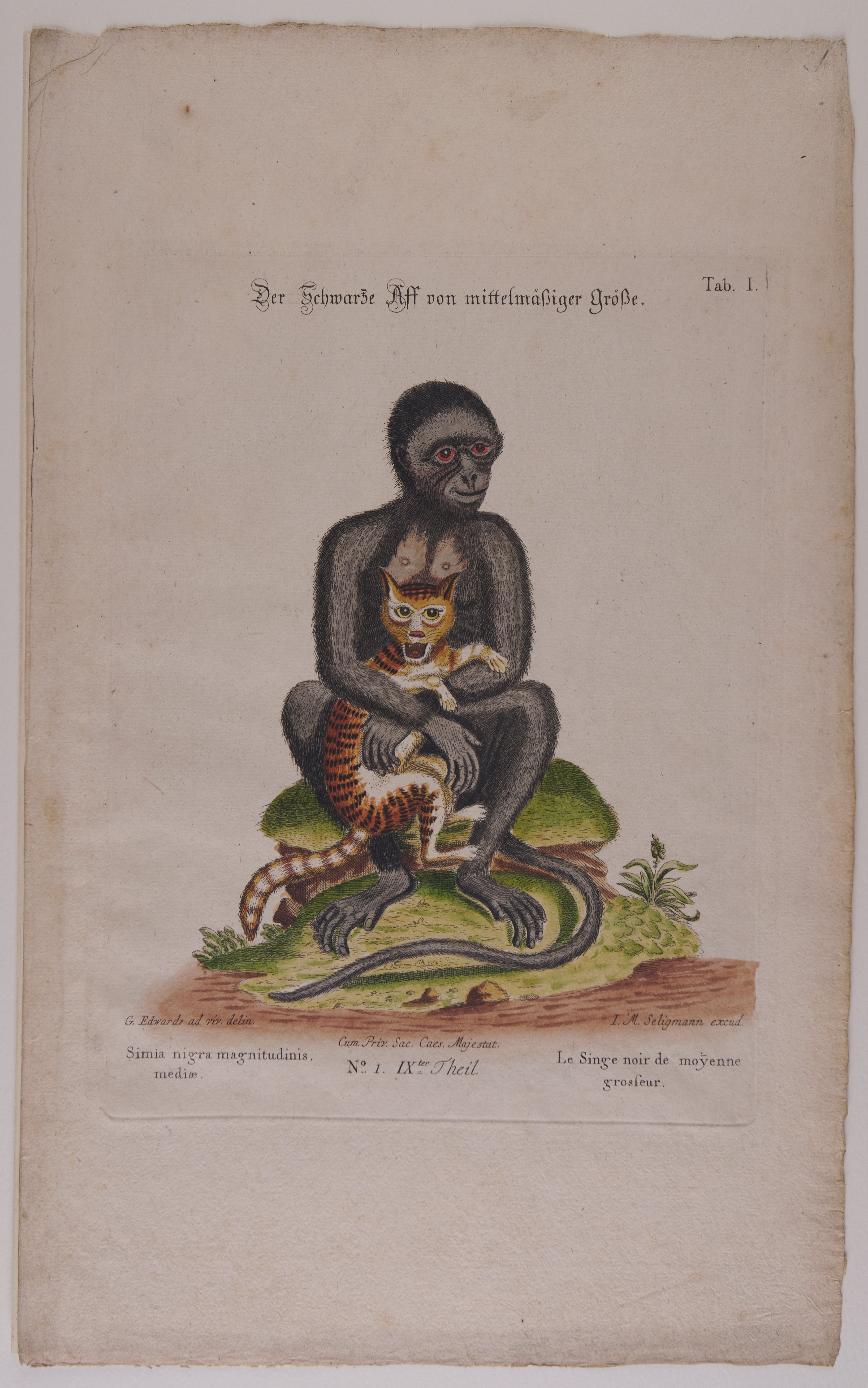 Johann Sebastian Leitner, Der schwarze Aff von mittelmäßiger Größe, Nachstich aus dem Werk „Gleanings of Natural History“ (Nachlese der Naturgeschichte)