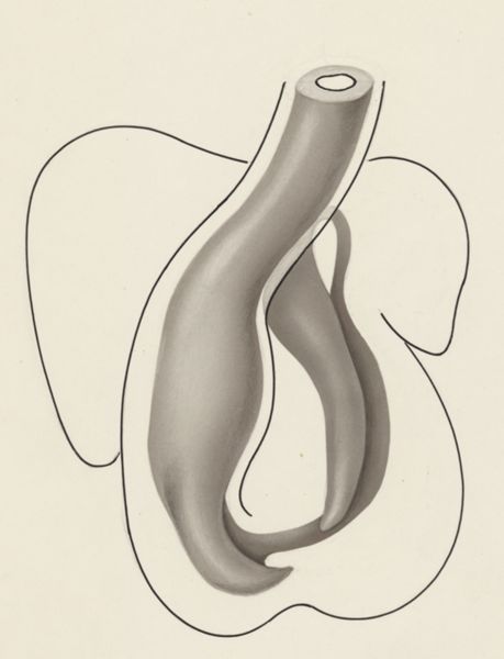 J Tinkelenberg, Schematic representation of a part of the heart of an embryo