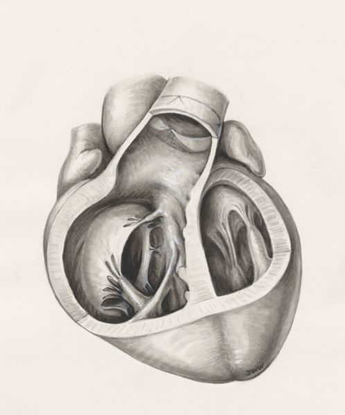 J Wetselaar-Whittaker, Dissect human heart