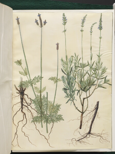 Hans Simon Holtzbecker, Lavandula multifida (aks-lavendel); Lavandula angustifolia (ægte lavendel)