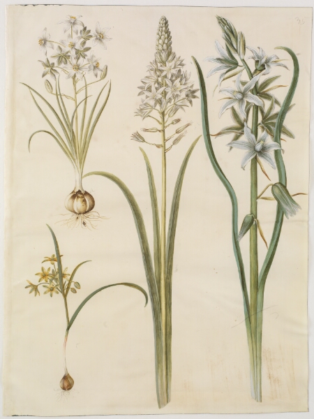 Hans Simon Holtzbecker, Ornithogalum umbellatum (kost-fuglemælk); Ornithogalum pyramidale (pyramide-fuglemælk); Gagea lutea (almindelig guldstjerne); Ornithogalum nutans (nikkende fuglemælk)