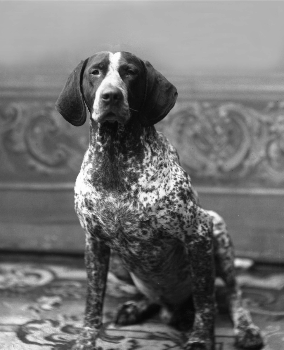 Gustav Borgen, Portrett av en fuglehund. Borgens hund, Tom.