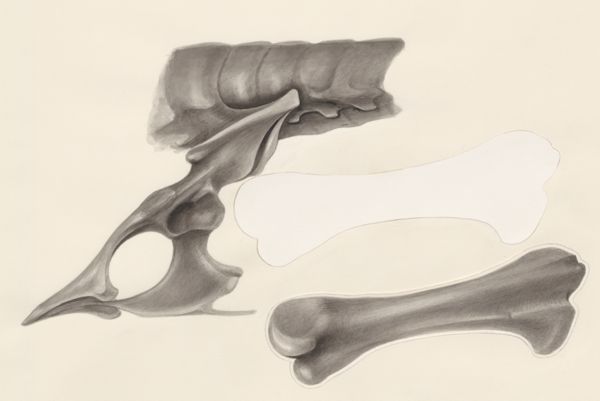 H.G Wetselaar, Joint bone of a lizard