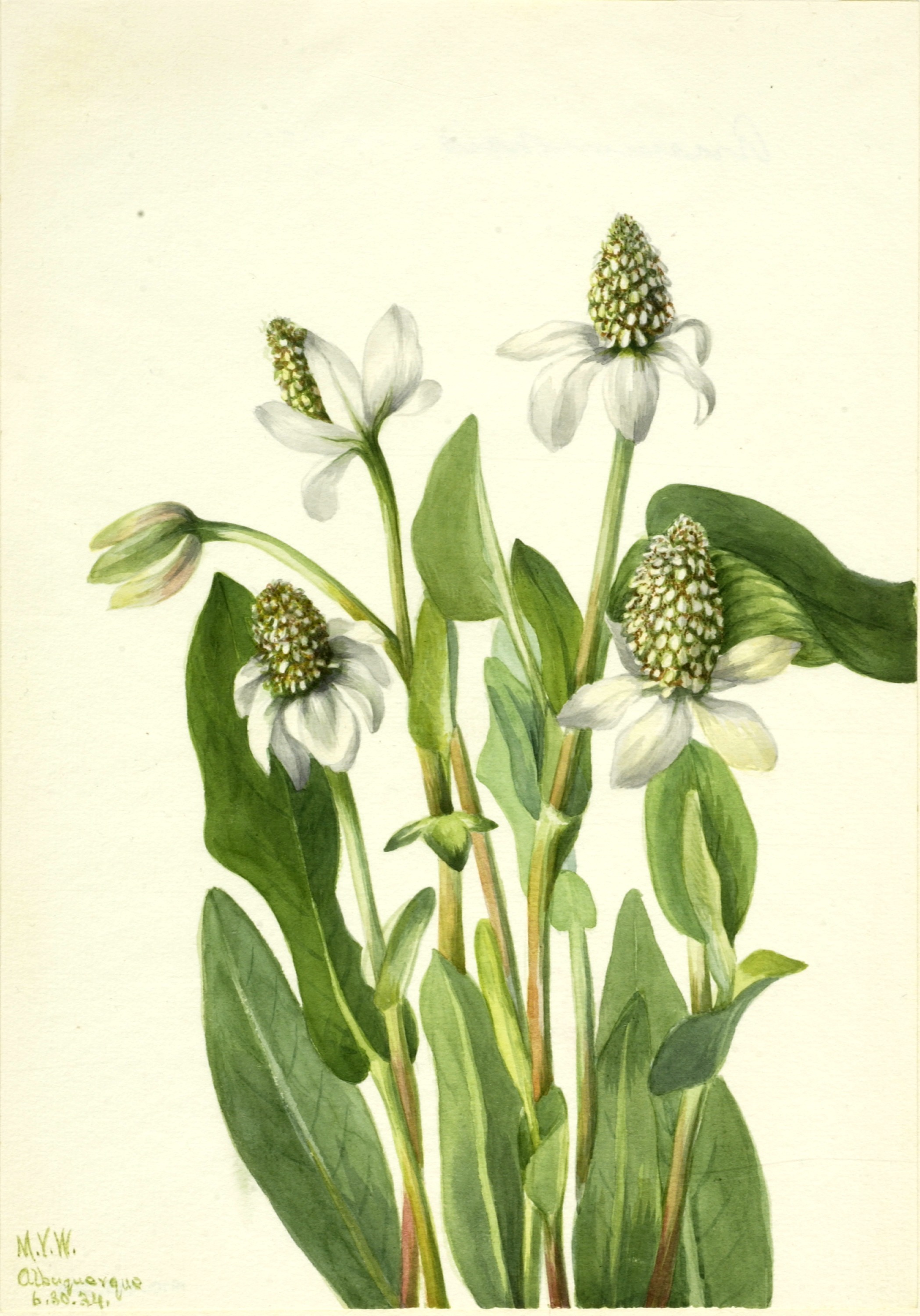 Mary Vaux Walcott, Yerba Mansa (Anemopsis californica)
