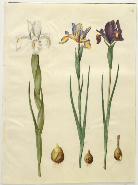 Hans Simon Holtzbecker, Iris latifolia (engelsk iris); Iris xiphium (spansk iris)