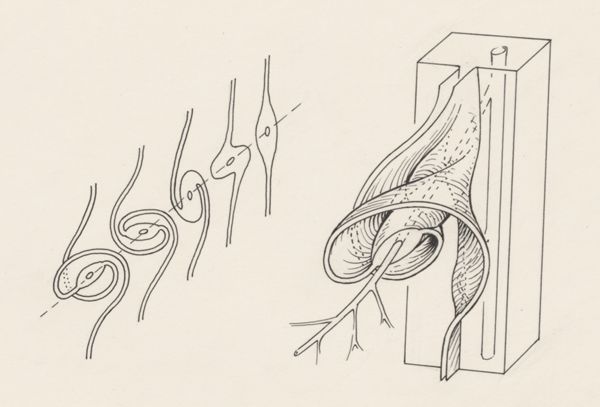 J Tinkelenberg, Tissue of the human embryo