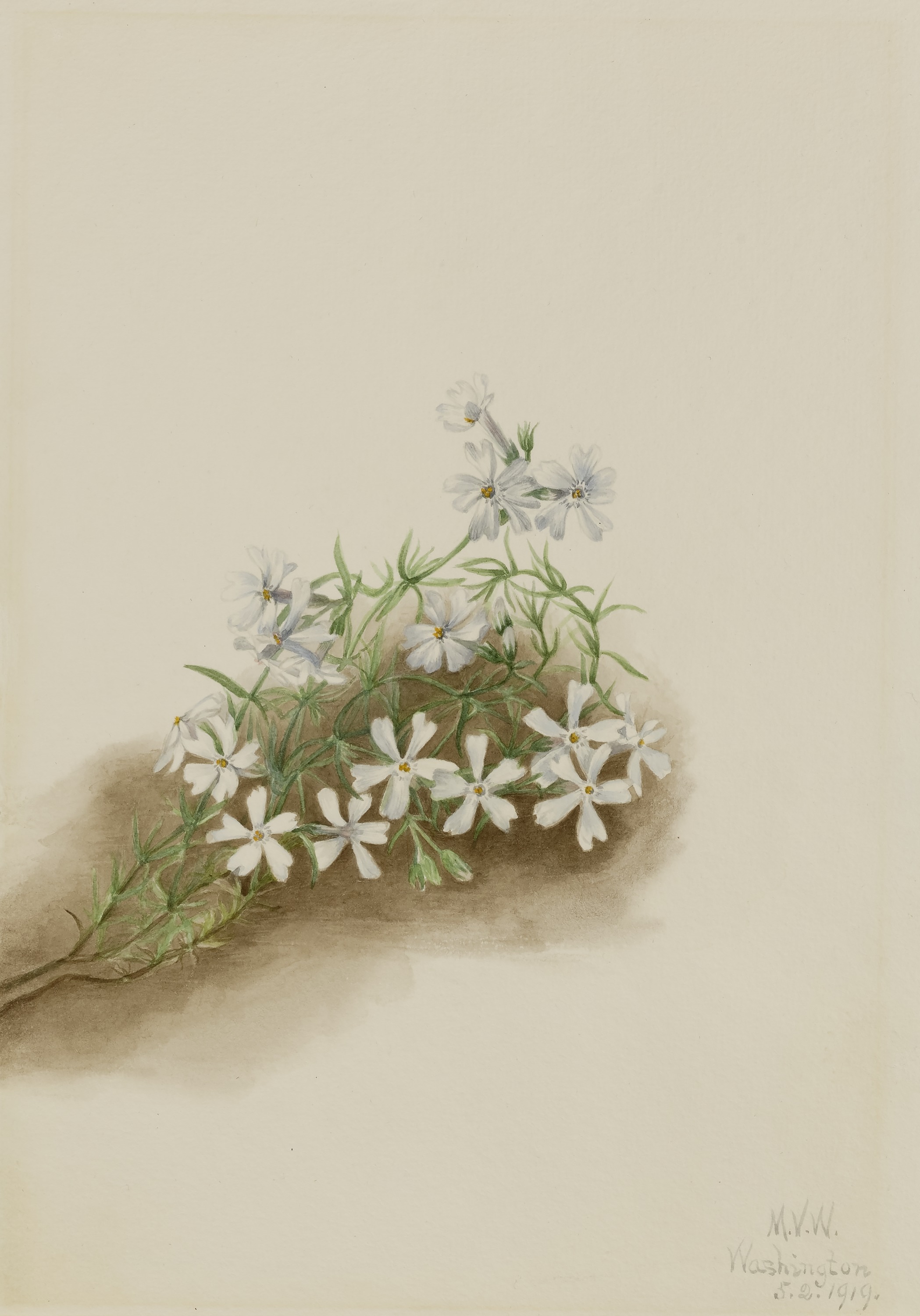 Mary Vaux Walcott, Moss Pink (Phlox subulate)