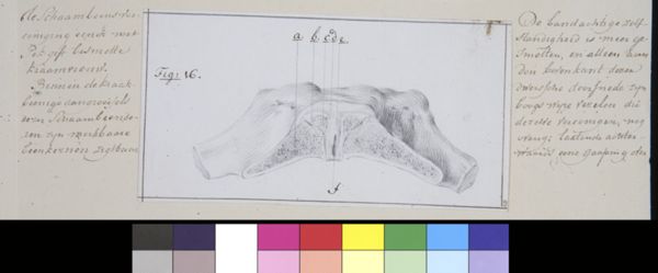 M Houtman, Pubis bone